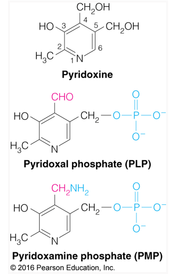 <p>Abbrev: PLP</p><p class="has-focus">Group Transfer: Amino groups </p><p class="has-focus">Vitamin: B6 (Pyridoxine)</p>