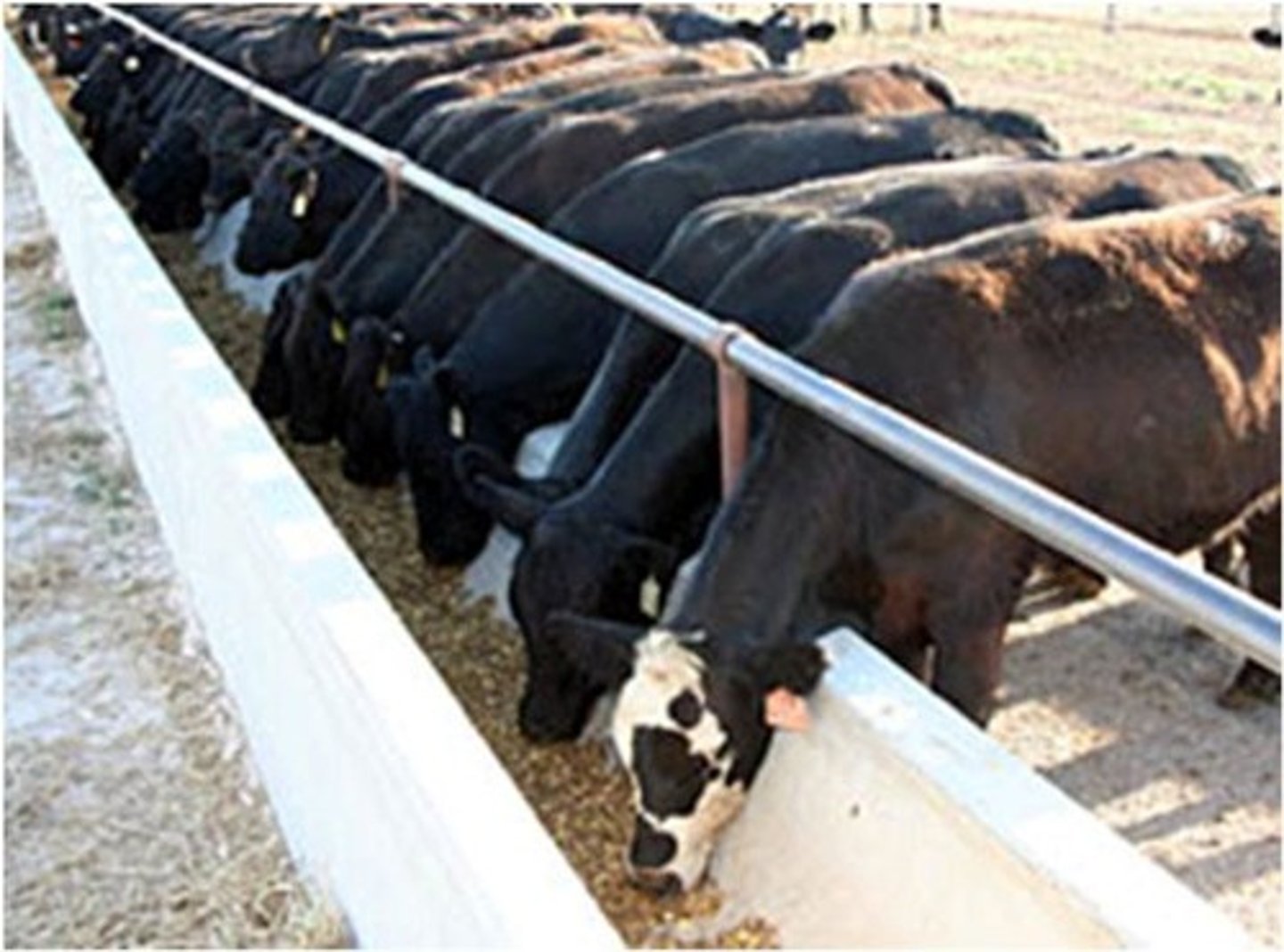 <p>Cattle are more likely to feed or lie down if others in the herd are doing so.</p>