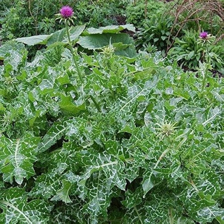 <p>Milk thistle (invasive)</p>