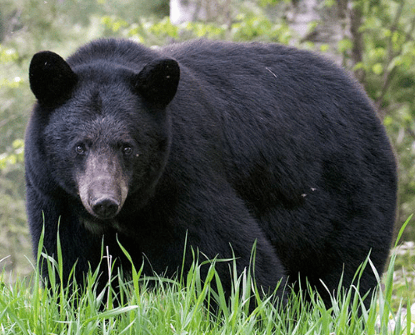 <p>Name, habitat, range</p>