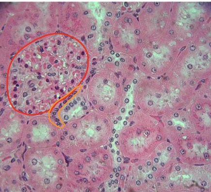 <p>specimen in field of view</p><p>structure circled in red</p><p>specific cells circled in orange</p>