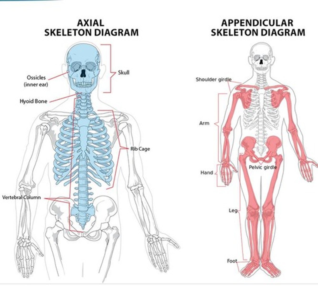 <p>axial skeleton and appendicular skeleton</p>