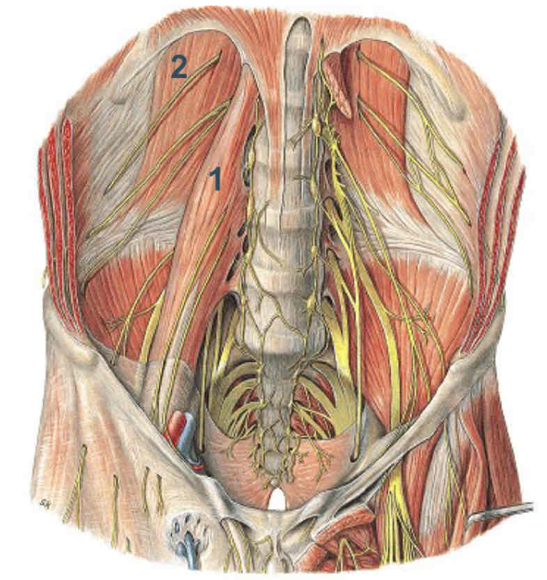 <p>Plexus lumablis : ligging</p>