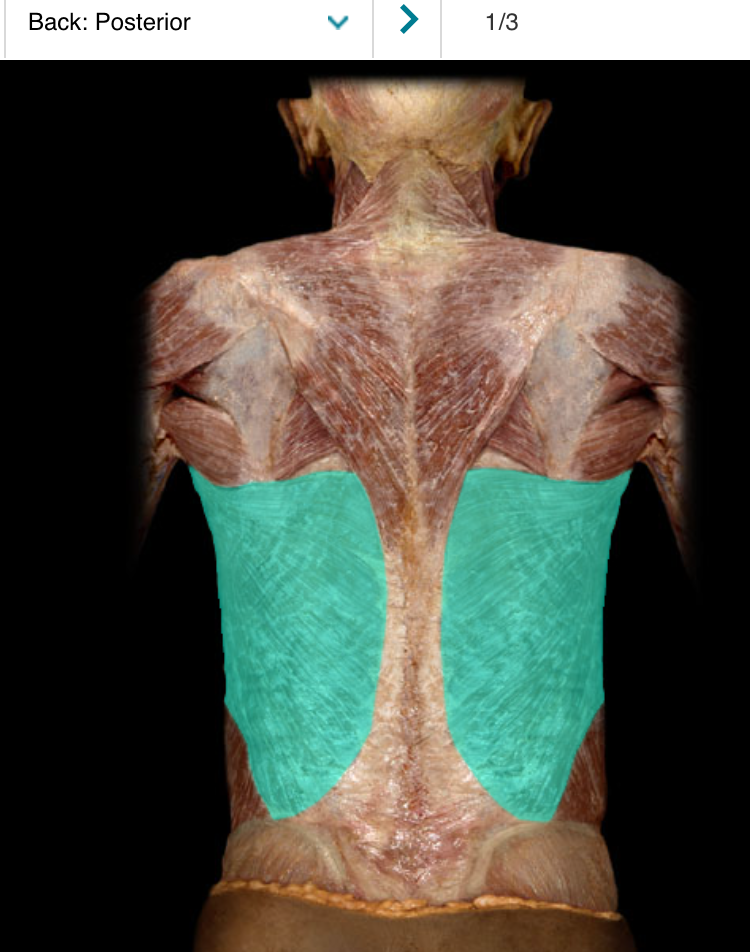 <p>A large, flat muscle that extends from the lower back to the shoulder, responsible for shoulder extension, adduction, and medial rotation. It originates from the spinous processes of the lower thoracic and lumbar vertebrae, iliac crest, and lower ribs, inserting at the humerus. </p>