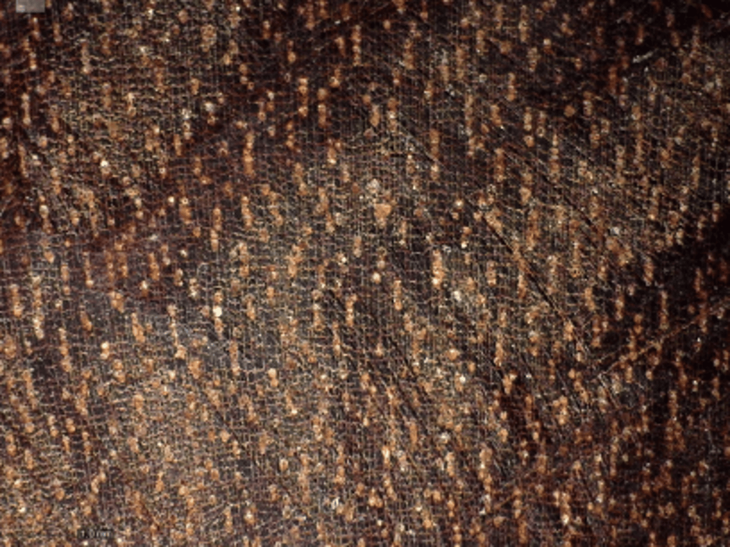 <p>Wood reddish brown in color; rm of 2-5, with concentric parenchyma</p>