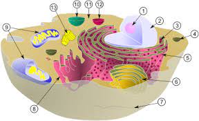 celorganellen 