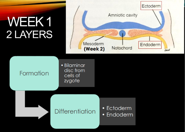 <p><u>bilaminar (2 layer) </u>disc from <u>zygote </u>cells → ectoderm and endoderm</p>