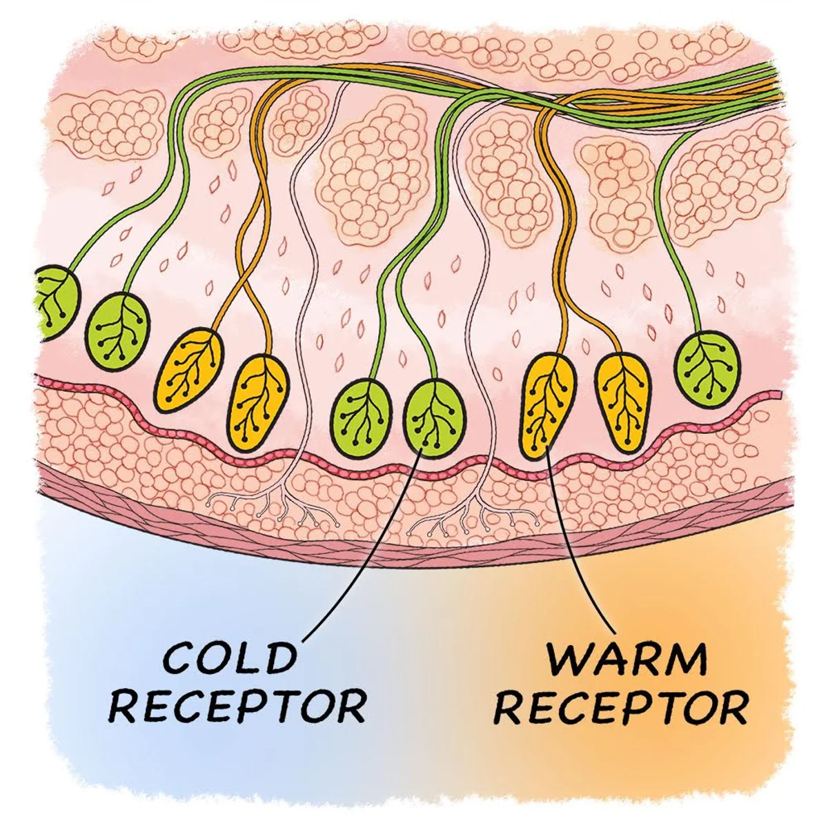<ul><li><p>Free nerve endings in dermis, skeletal muscles</p></li><li><p>Cold and hot receptors (detects changes in temperature)</p></li></ul><p></p>