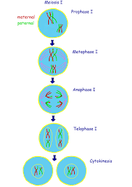 <ol><li><p>Tiene una celula inicial de 2n con carga genética duplicada (diploide)</p></li><li><p>Convierte la carga genética a la mitad. 2n-- n</p></li><li><p>El producto haploide tendrá carga genética duplicada y presencia de cromosomas homólogos.</p></li><li><p>Al finalizar esta meiosis, queda 2 celulas con 23 cromosomas pero con carga genéticas duplicadas.</p></li></ol>