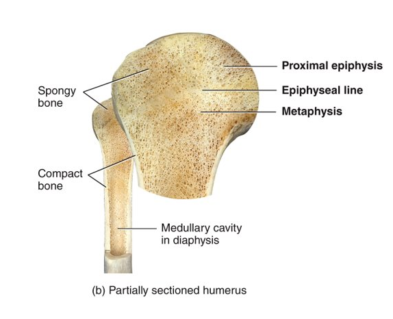 <p>it is the strongest bone; provides protection and support; few spaces; found beneath periosteum of all bones</p>