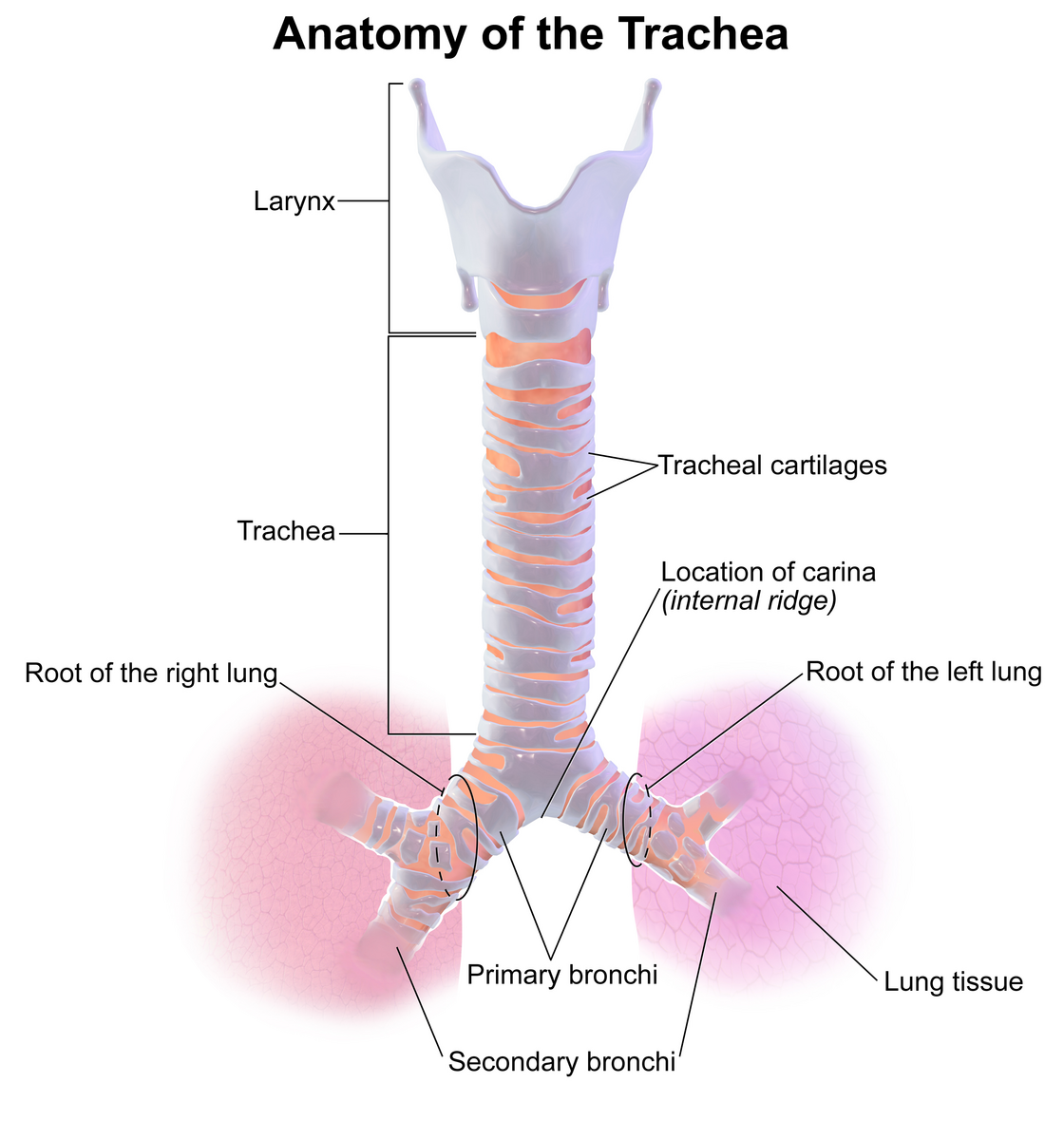 <p>a large membranous tube reinforced by rings of cartilage; extends from the larynx to the bronchial tubes; conveys air to and from the lungs; also referred to as the windpipe</p>