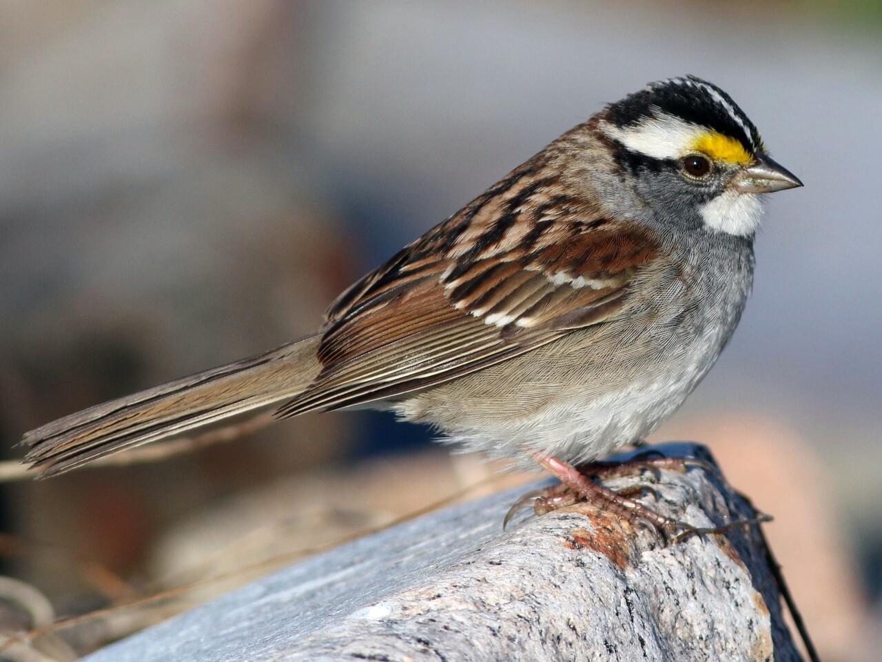 <p>White throat, black-and-white striped head, yellow lores; clear whistled “Oh-sweet-Canada.”</p>