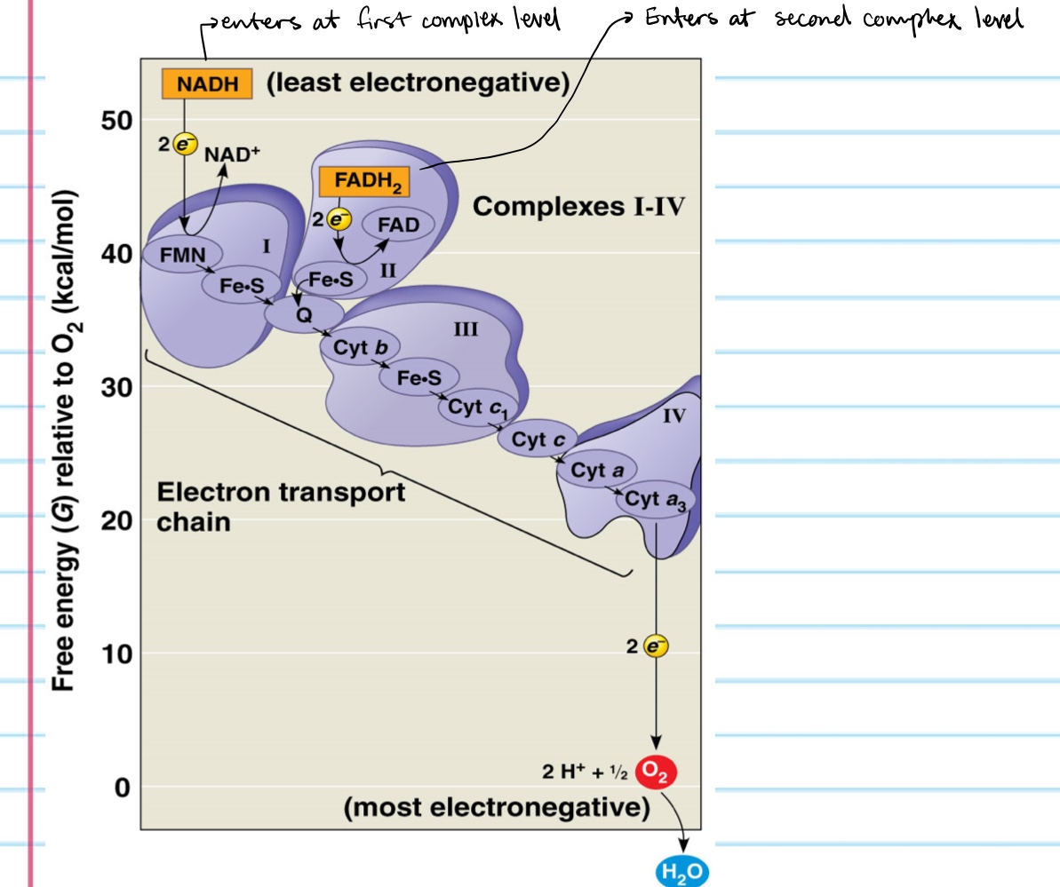 <ul><li><p>the electron transport chain is in the Cristal of the mitrochondrion</p></li><li><p>most of the chains components are proteins, which exist in multi-protein complexes</p></li><li><p>the electron transport chain generates no ATP</p></li><li><p>NADPH and FADH2 carry electrons to the electron transport chain</p></li><li><p>unlike an uncontrolled reaction, the electron transport chain passes electrons in a series of steps instead of one explosive reaction</p></li><li><p>O2 pulls electrons down the chain in an energy-yielding tumble</p></li></ul><p></p>