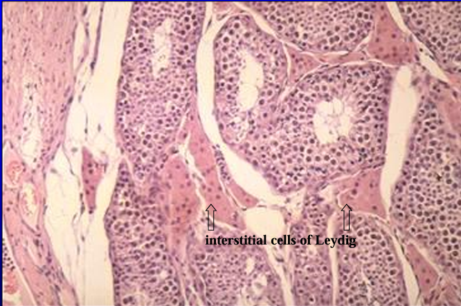 <p>Parenchyma of equine testis. </p><p>The convoluted seminiferous tubules and the interstitial tissue are shown.</p>