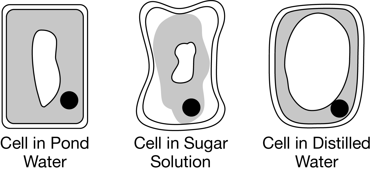 <p>In an experiment, cells were isolated from an aquatic plant and suspended in pond water, a sucrose sugar solution, or distilled water. All of the cells were then viewed under a microscope. Compared with the cell in the pond water, the cell in the sugar solution appeared shriveled, and the cell in the distilled water appeared inflated. The results of the experiment are represented in Figure&nbsp;1.</p><p>Which of the following statements best explains the observations represented in Figure&nbsp;1 ?</p>