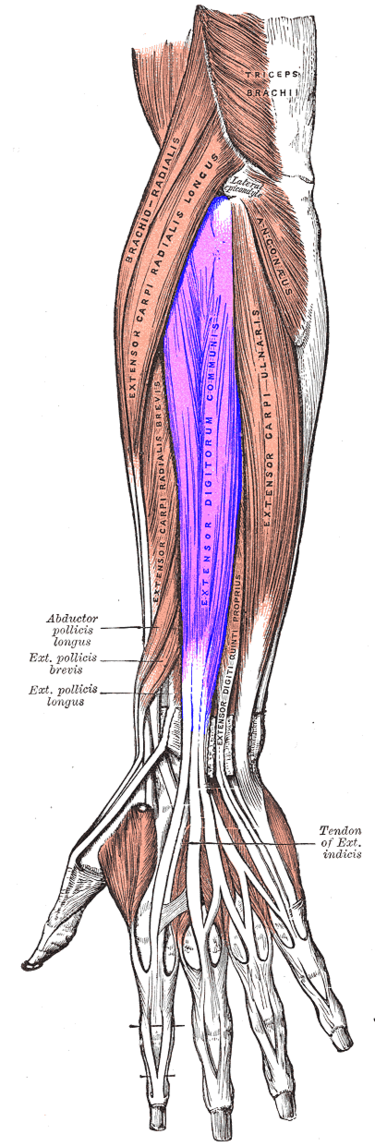 <p>Runs from the lateral epicondyle to the distal phalanges; extends fingers and wrist.</p>