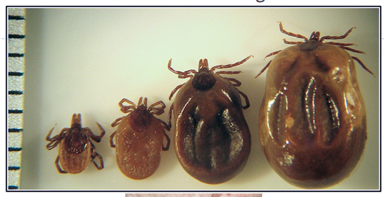 <p>female ticks can increase in weight &gt;100-fold following engorgement and mating </p>