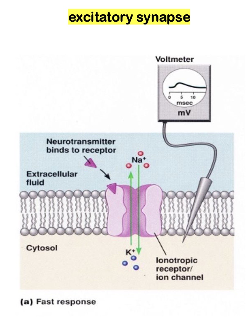 <p>the<strong> receptor’s an ion channel </strong></p><p>( ion can <strong>immediately</strong> start crossing ) </p>