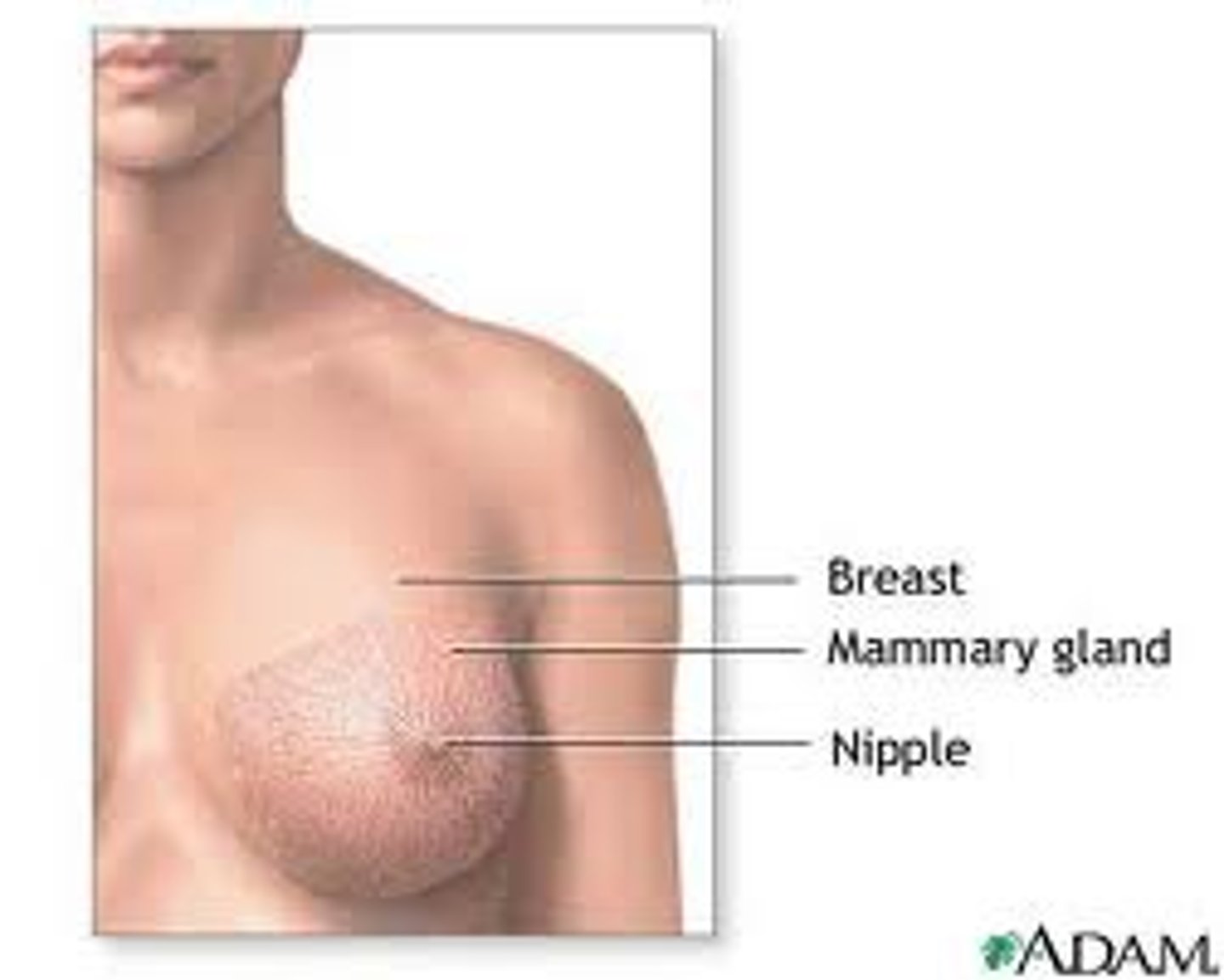 <p>breast</p>