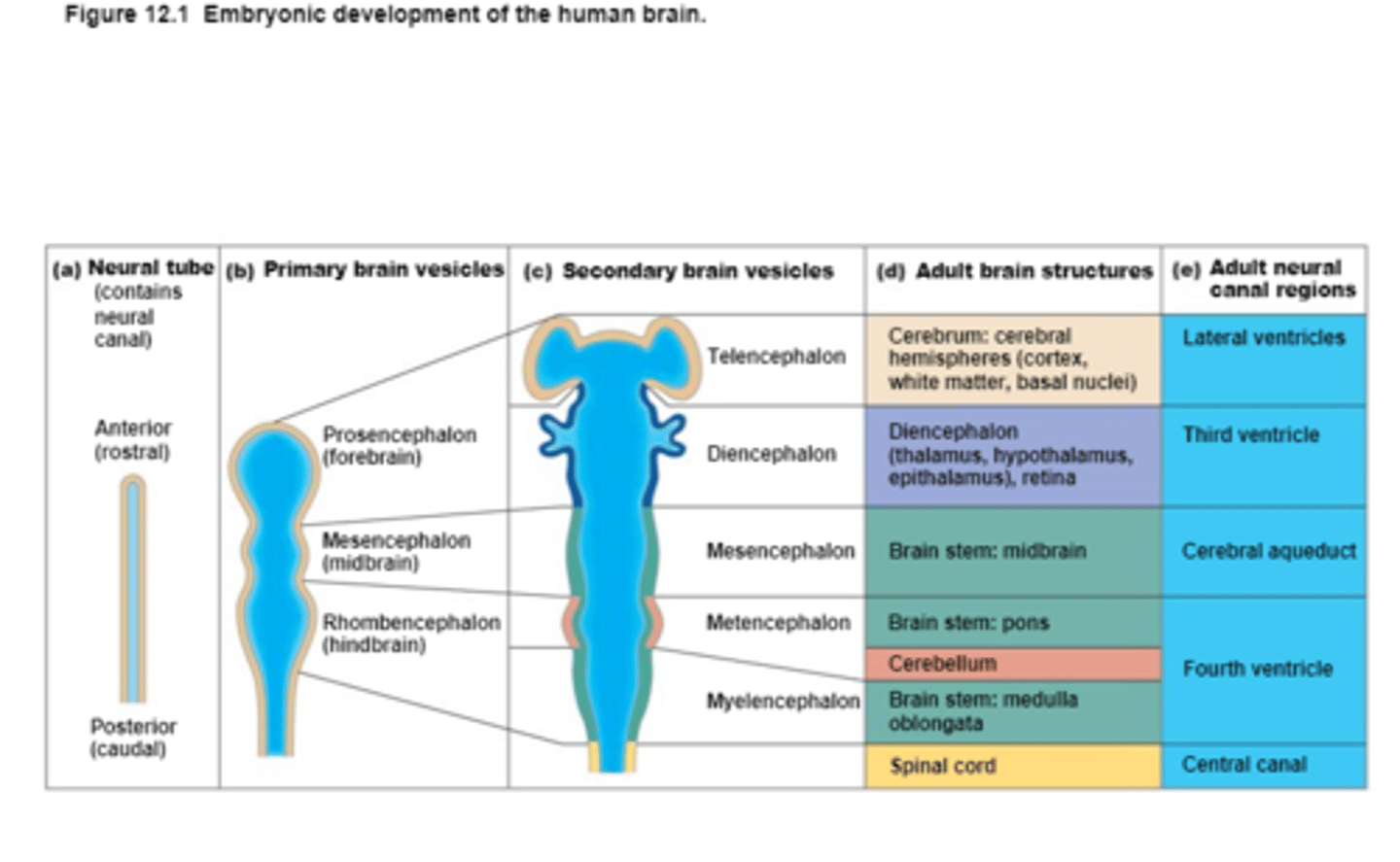 <p>Embryonic Neural Tube</p>