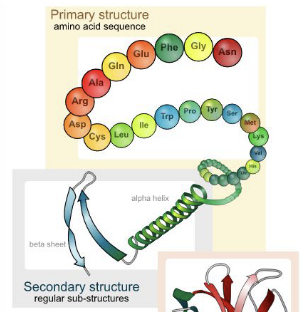 <p>Protein</p>