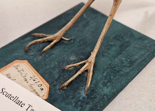 <p>visible layer of skin is cut up into overlapping scales</p>