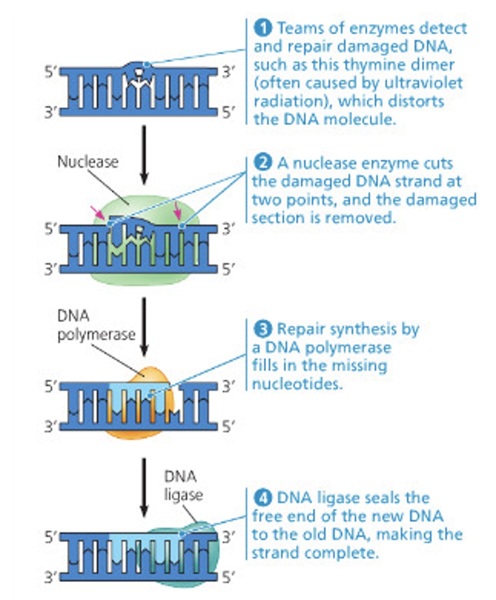<p>•Cuts out a section of DNA around the mutation and replaces it<br>•Detects distortion in DNA double helix caused by pyrimidine dimer</p>
