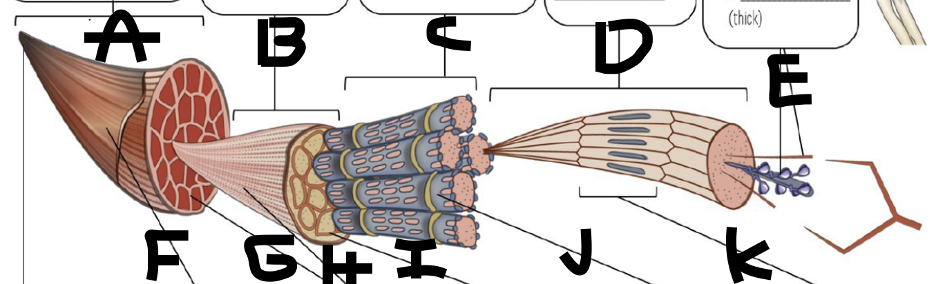 <p>G</p>
