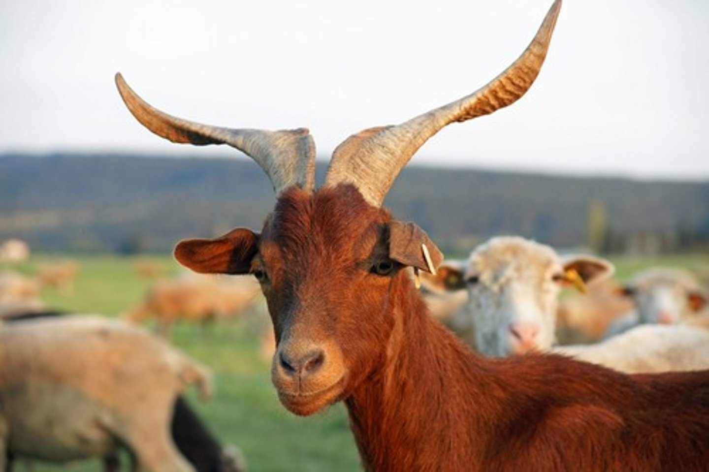 <p>red brown coat, large semi lop ears, corkscrew horns, small goatee, meat and milk, extensive</p>