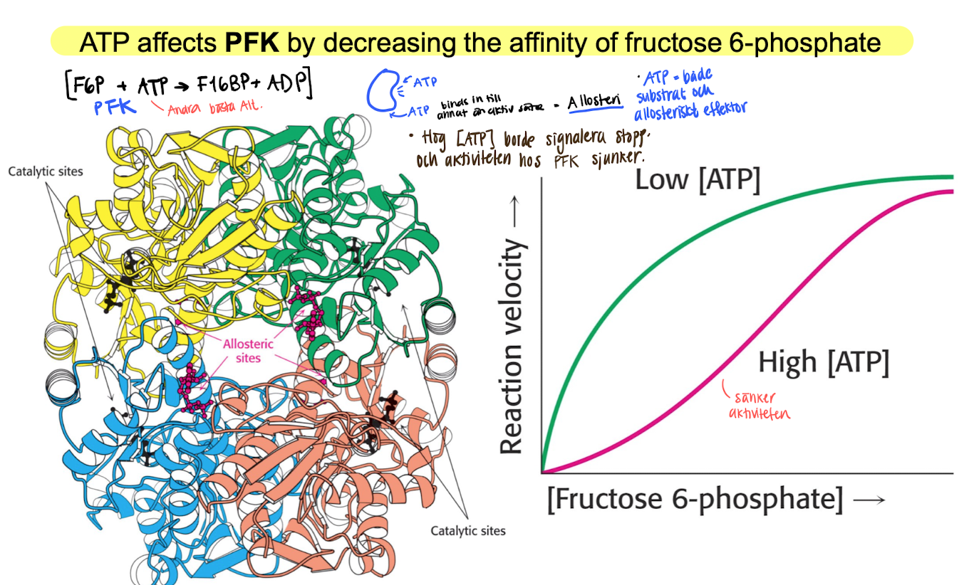 <ul><li><p>Vill kontrollera<u> ireversibelt steg</u>, vilket är steget som involverar <span style="color: blue"><strong>PFK</strong></span>, vilket regurleras av mängden ATP genom allosteric regulation. </p></li><li><p>ATP funkar både som substrat och allosteriskt effektor. </p></li><li><p>High [ATP] → decreased PFK’s activity to bind F6P, low [ATP] during exercise will increase the activity. </p></li></ul><p></p><ul><li><p>F2,6BP also effective activator at low conc. </p></li></ul><p></p>