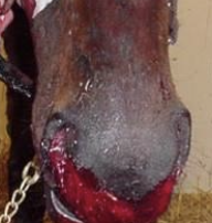 <p>onset in 2-7 days due to short half life of factor 7</p><p>-prolonged or excessive hemorrhages from injection sites</p><p>-epistaxis</p><p>-melena</p><p>-SC hematomas at points of trauma</p>