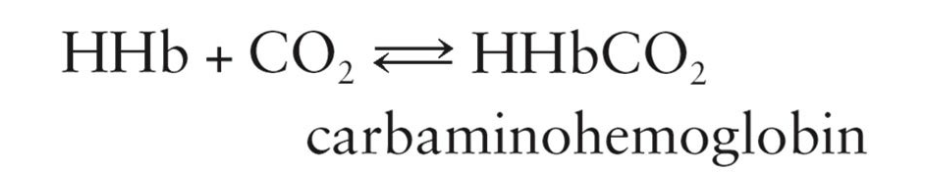 <p>Hemoglobin combined with carbon dioxide</p>