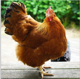 <ul><li><p>Light red plumage color, yellow skin, and a single comb </p></li></ul><ul><li><p>Dual Purposes Presence of Dark pin feathers and hair </p></li><li><p><strong>200 Eggs per year</strong> | 50-60 g 3.8 Kg Rooster | 2.9 Kg Hens</p></li></ul><p></p>