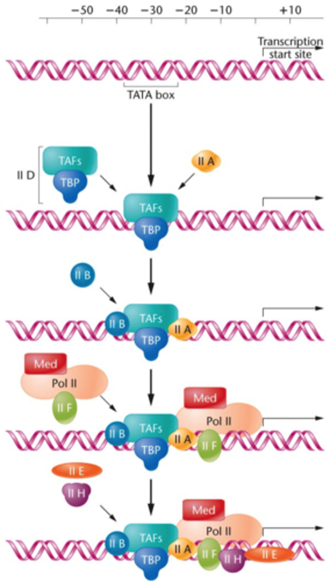 <p>required to initiate transcription of a gene</p>