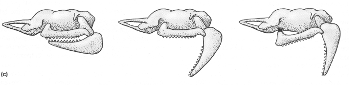 <p>Hyostylic. Primary support of jaws. The jaw is connected to the skull indirectly via the hyomandibula bone. </p>