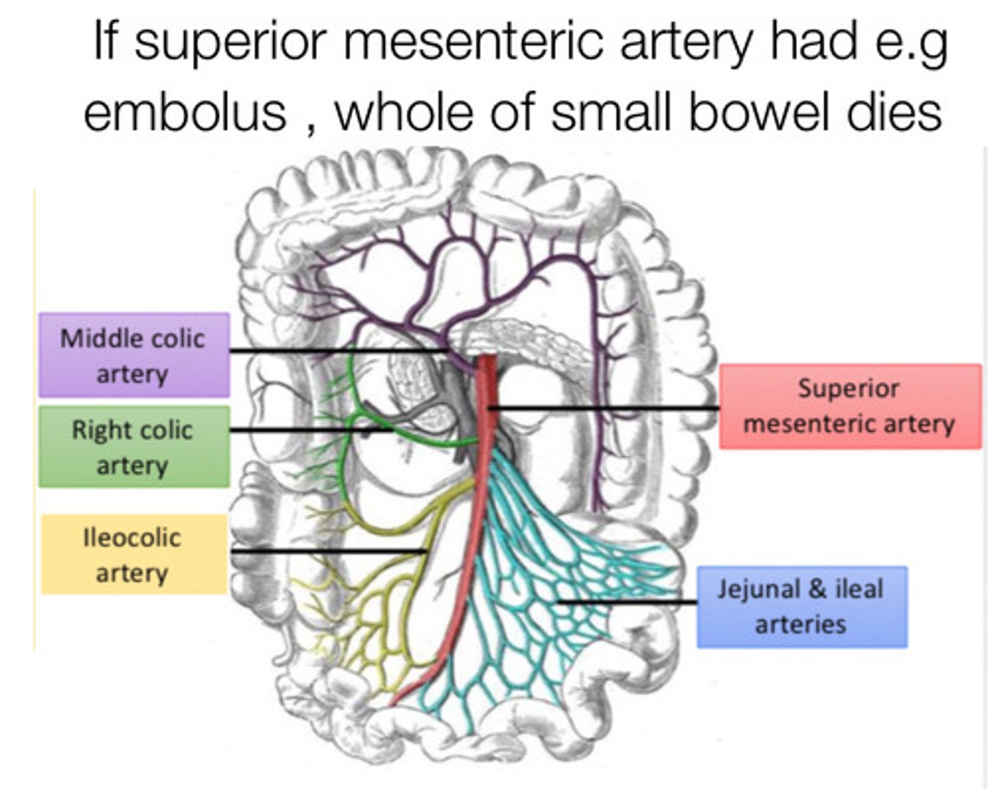 <p>proximal 2/3 of transverse colon</p>