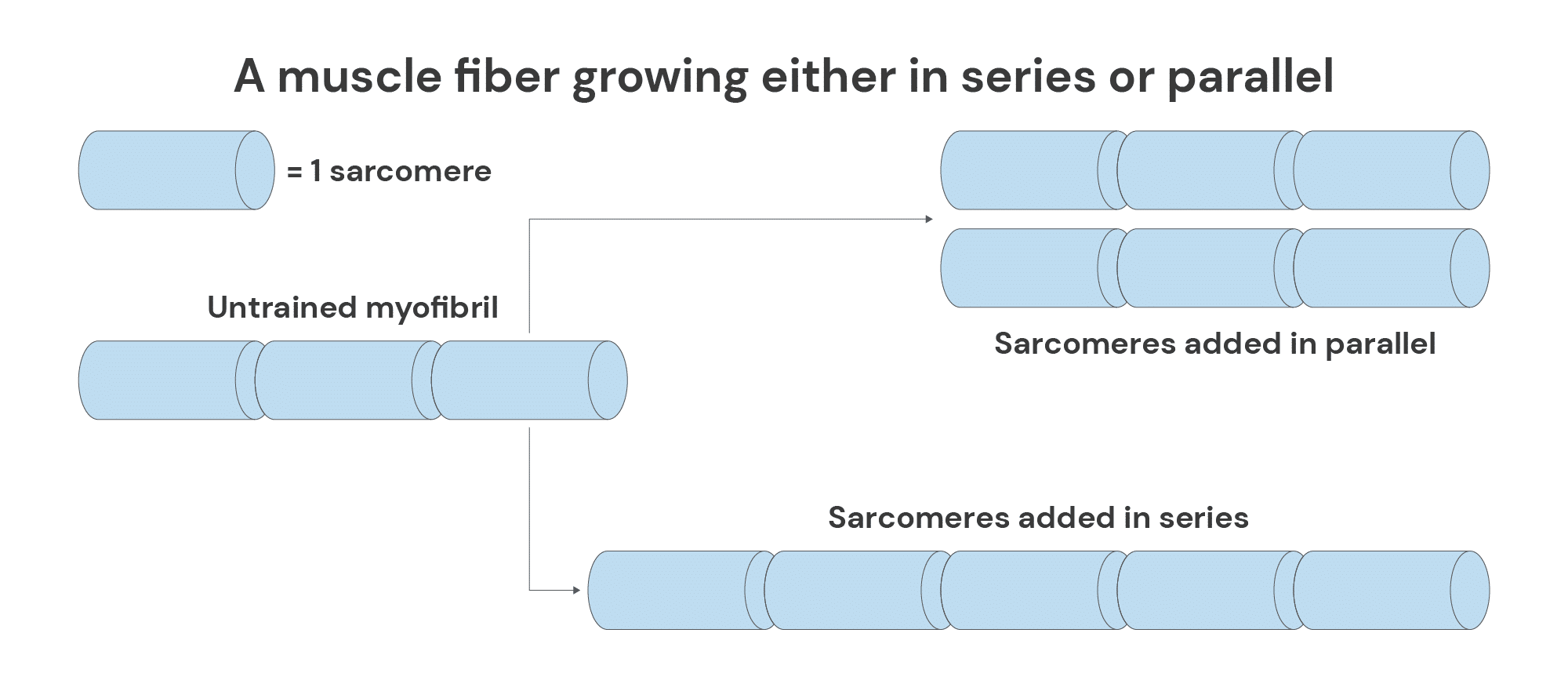 <p>Normalized Fiber length refers to the number of sarcomeres in series, and is related to the maximum <strong>velocity</strong> and muscle excursion</p>