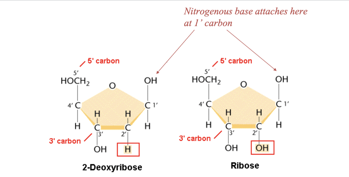 
1. C 1’: nitrogenous base attached (both) 
2. C 2’: OH (ribose) vs. H (deoxyribose) attached
3. C 3’: OH group for adding nucleotides (SAME in both ribose and deoxyribose bc need to add nucleotides in BOTH RNA and DNA here) 
4. C 5’: phosphate group here