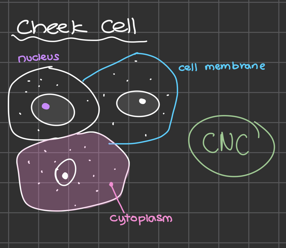 <p>Cell Membrane, Cytoplasm, Nucleus<br><br>NOT CELL WALL</p>
