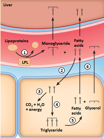 <p>Lipoproteins in blood, broken down to free fatty acids and monoglycerol (lipoprotein lipase)</p><p>Uptake: diffusion into cell</p><p>Used: fatty acids broken down into acetyl CoA (Beta-oxidation) and oxidized Krebs, OXPHOS</p><p>Storage: fatty acids and glycerol assembled into triglycerides (lipogenesis)</p><p>Triglycerides broken down (lipolysis)</p>