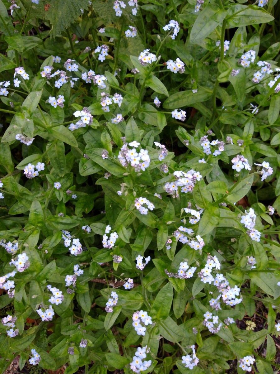 Forget me not