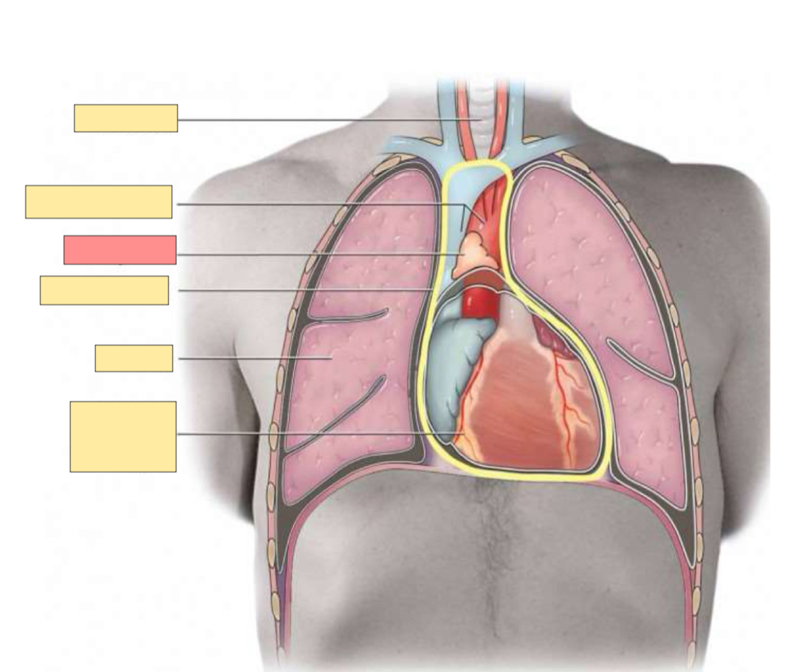 <p>What gland is this? </p>