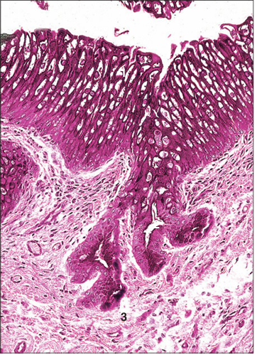 <p>Identify the structure:</p><p>Specie:</p><p>Parts:</p><p>1.__ 2.__ 3.__ </p><p>Stain used:</p>