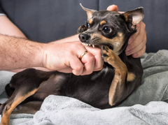 <p>What stage/plane of anesthesia is this patient in? The stage begins with the loss of consciousness. Patients are known to paddle or bite during this stage</p>