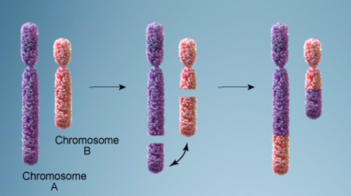 <p>a genetic change where a piece of one chromosome breaks off and attaches to a different chromosome, essentially swapping genetic material</p>