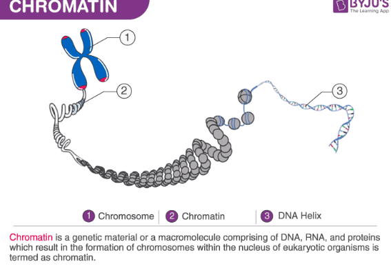 <p>mixture of DNA and proteins that form chromosomes (loose, not in a tight format like chromosomes)</p>