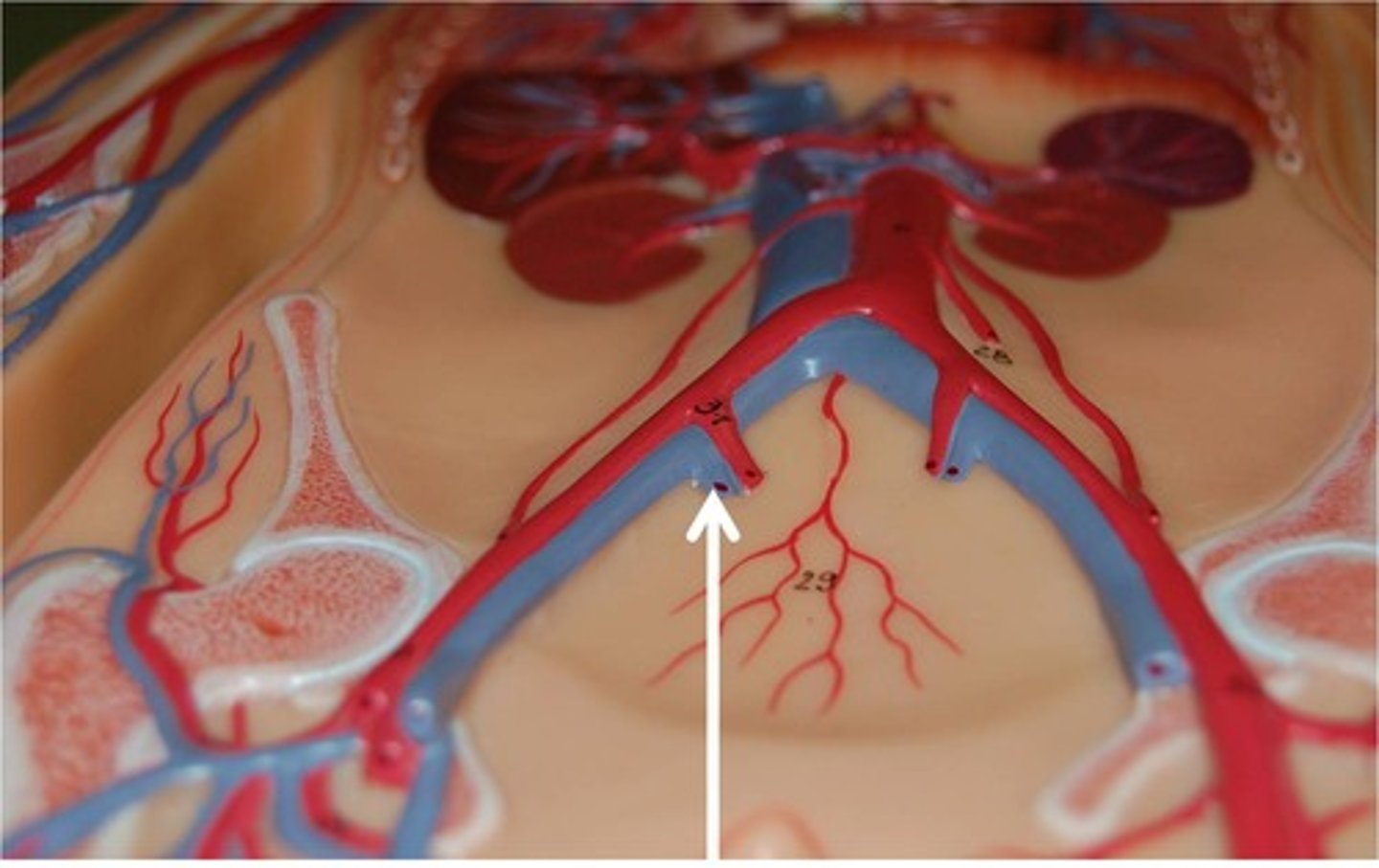 <p>These arteries branch dorsally off the aorta, immediately anterior to the umbilical arteries. They carry blood to the pelvic region.</p>
