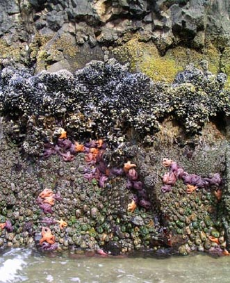 <p>In this classic picture of typical intertidal zonation, what sets the boundary marked by the dotted line?</p>