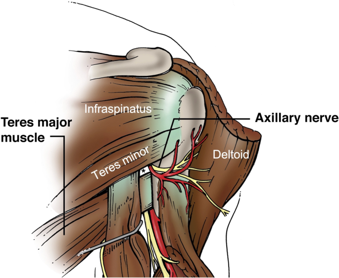 <p>Deltoid Innervation </p>