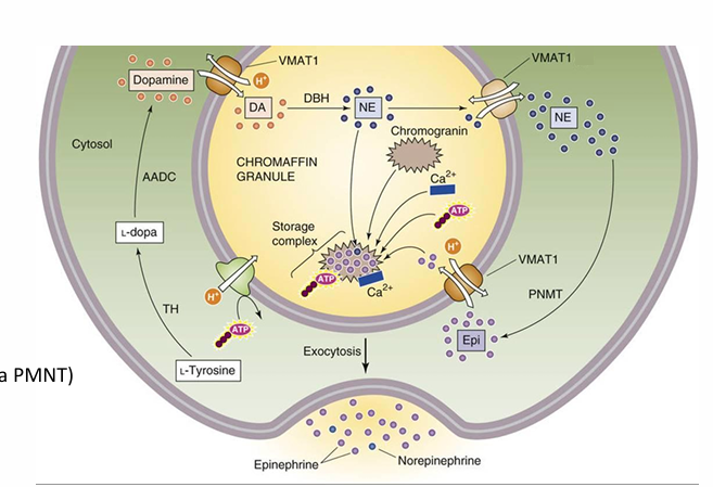 <p>The synthesis for this catecholamine hormone uses VMAT transporters (catecholamine/H+ antiporter)</p><ul><li><p><strong>NE leaves the vesicle • Converted to epinepherine in the cytosol (via PMNT)</strong></p></li><li><p>Epinepherine enters vesicle</p></li><li><p>Stored in a complex with chromogranin proteins.<br></p></li></ul><p></p>